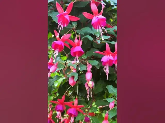 'Video thumbnail for Best Shade Flowers for Containers | Bright Blooms for Shady Spots'