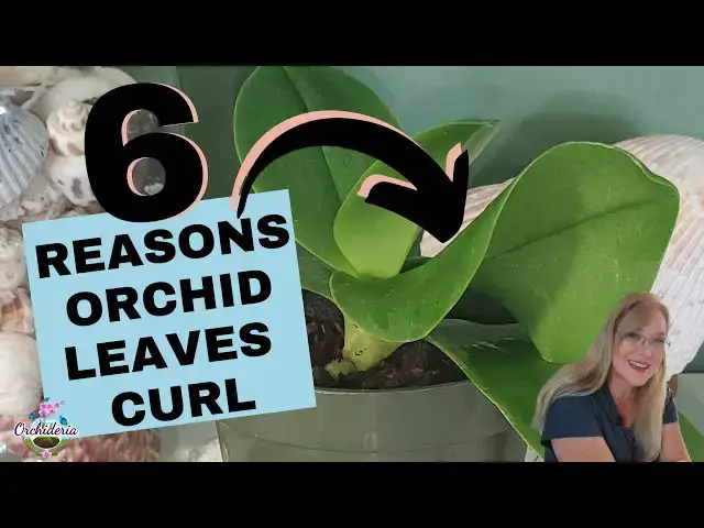 'Video thumbnail for Why Orchid Leaves Twist & Curl and How to Fix Them'