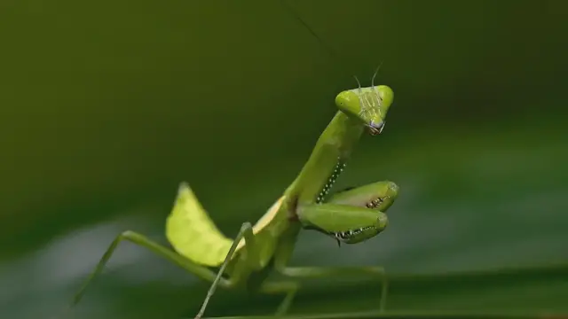 'Video thumbnail for Exploring Florida's Diverse Insect World'