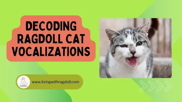 'Video thumbnail for Decoding Ragdoll Cat Vocalizations'