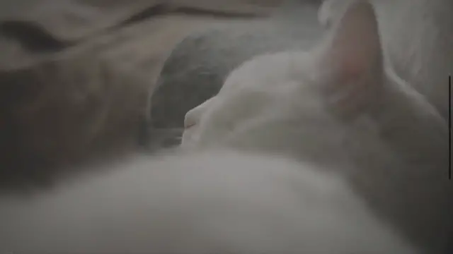 'Video thumbnail for Do Cats Know We Love Them?'