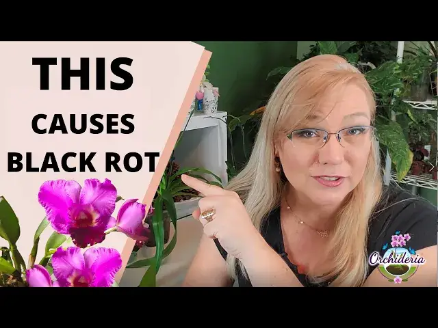 'Video thumbnail for Black Rot On Orchids: What it is, How it Gets There, and How to Treat It'