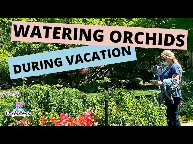 'Video thumbnail for Watering Orchids While On Vacation: 7 Ways that Work'