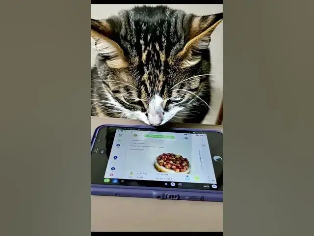 'Video thumbnail for Why Are Cats So Obsessed with Phones? Are They Secretly Searching Something? #cat #funnycats #funny'