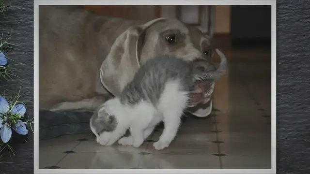 'Video thumbnail for Why Cats Abandon Newborn Kittens?'