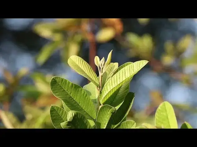 'Video thumbnail for পেয়ারা শুধু একটা সাধারণ ফল নয়—এটি স্বাস্থ্য রক্ষার একটি পাওয়ার হাউস!'