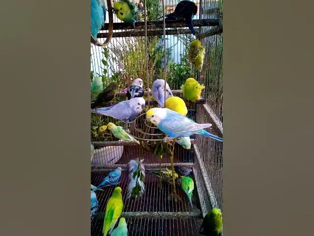 'Video thumbnail for This Amazon bird toy is SO COOL#birds#parrot #birdslover #budgis #lovebirds #budgiegar #cute #health'