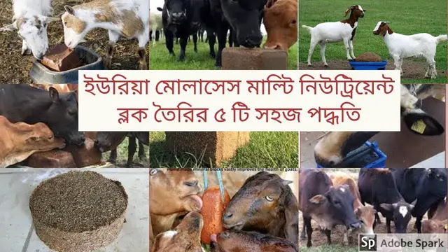 'Video thumbnail for গরুর জন্য ইউরিয়া মোলাসেস মাল্টি নিউট্রিয়েন্ট ব্লক তৈরির ৫ টি সহজ পদ্ধতি।'