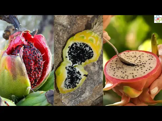 'Video thumbnail for 8 Succulents You Can Eat | Edible Succulents and Cacti'