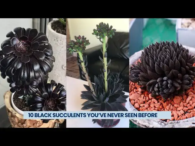 'Video thumbnail for 10 Black Succulents You’ve Never Seen Before | Top 10 Rare Varieties'