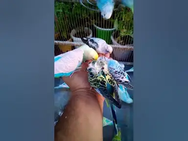 'Video thumbnail for Cute Budgies Singing 'Not Like Us' & 'Die With A Smile' Poppy Playtime Chapter 4 ASMR #Shorts #ASMR'