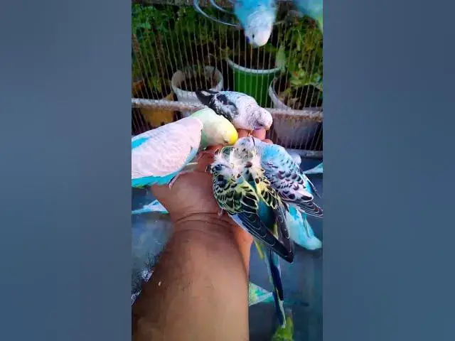 'Video thumbnail for Cute Budgies Singing 'Not Like Us' & 'Die With A Smile' Poppy Playtime Chapter 4 ASMR #Shorts #ASMR'