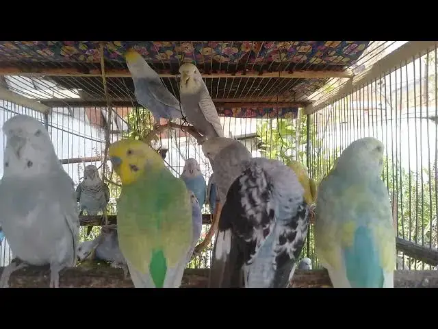 'Video thumbnail for 📸 Stunning Budgie Beauty Captured in Silence'