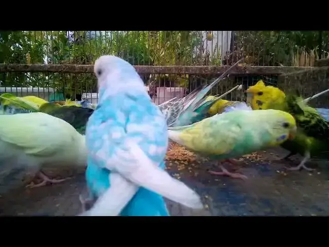 'Video thumbnail for Let These Gorgeous Budgies Calm Your Mind and Heart 🕊️'