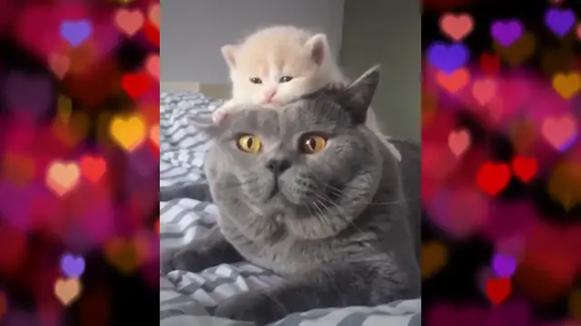 'Video thumbnail for Big Cat, Little Kitten_ The Cutest Duo Ever! 😻🐾 - Made with Clipchamp'