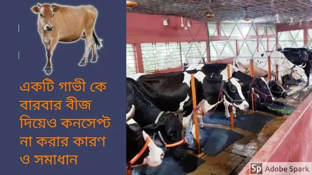 'Video thumbnail for গাভী গরুর খামার | বারবার বীজ দিয়েও কনসেপ্ট না করার কারণ ও এর সমাধান'
