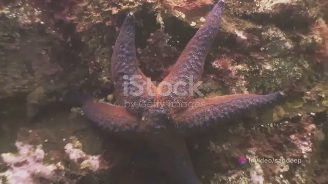 'Video thumbnail for Decoding Starfish Alive or Dead'