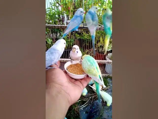 'Video thumbnail for Soaring Profits High Income Bird Businesses with Instant Short Term Gains#birds#parrot #birdslover #'