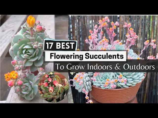 'Video thumbnail for 17 Best Flowering Succulents To Grow Indoors & Outdoors'