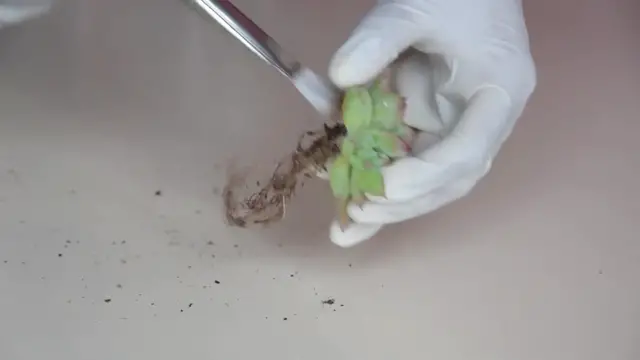 'Video thumbnail for How to Make a Beautiful Succulent Arrangement | DIY Succulent Arrangement'