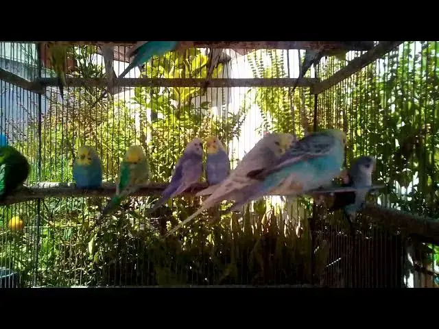 'Video thumbnail for 🕊️ Gentle Movements of the World’s Most Elegant Budgies'