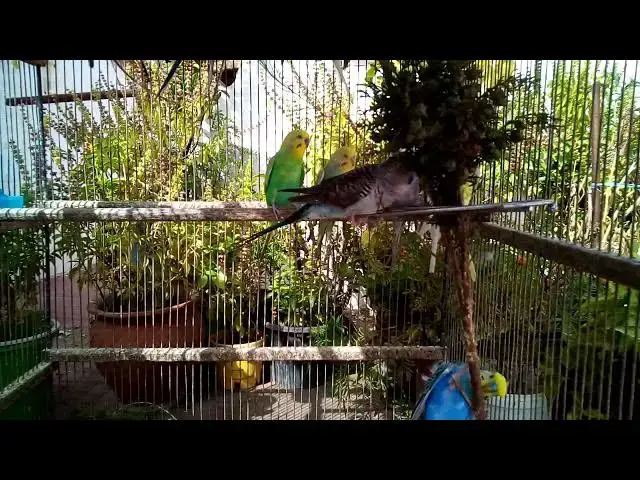 'Video thumbnail for 💫 Hypnotic Budgie Colors in HD – Pure Zen Moments'