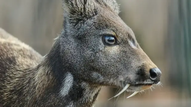 'Video thumbnail for Extinct Animals That Turned Out To Be Alive'
