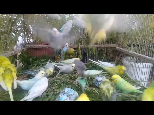 'Video thumbnail for 😍 Budgies So Gorgeous You’ll Watch Twice'