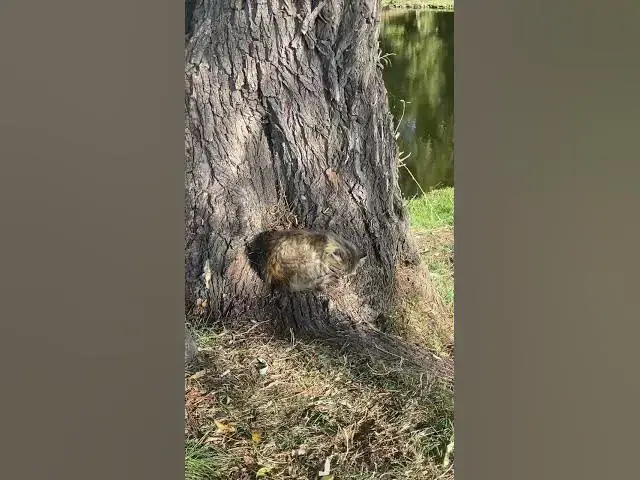 'Video thumbnail for Cute cat馃槏馃槝馃グ#shorts'