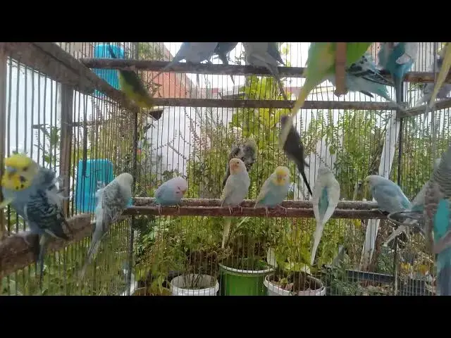 'Video thumbnail for Budgies That Feel Like a Hug for Your Senses 🤗 #SoothingBirds'