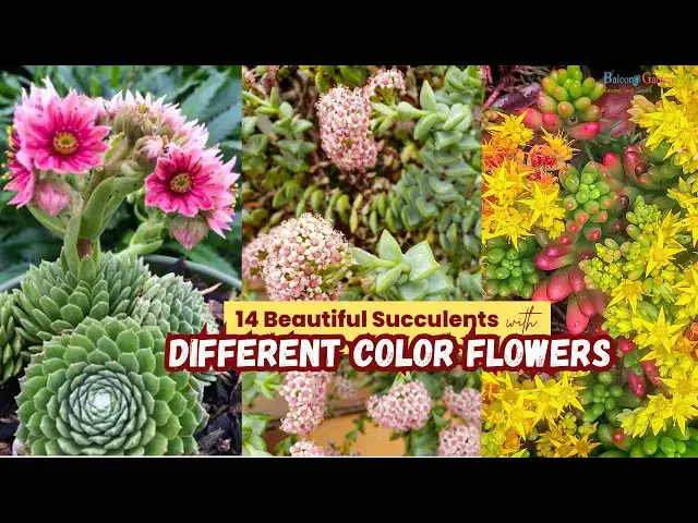 'Video thumbnail for 14 Beautiful Succulents with Different Color Flowers | Succulent Blooms #succulent'