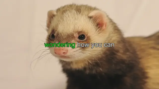 'Video thumbnail for Ferret-tastic DIY Halloween Costumes: 10 Ideas!'