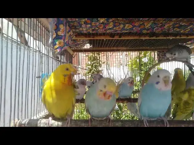 'Video thumbnail for 🧡 Funny Fights Between Budgies – Silly & Harmless!'