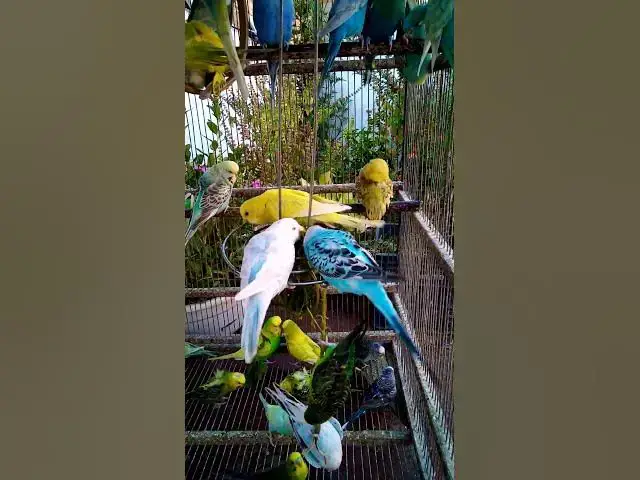 'Video thumbnail for This Amazon bird toy is SO COOL#birds#parrot #birdslover #budgis #lovebirds #budgiegar #cute #health'