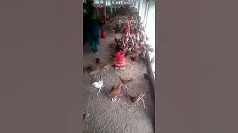 'Video thumbnail for সোনালী মুরগিকে ম্যাস খাদ্য দিয়ে পালন করছেন ময়মনসিংহের মাছুম ভাই।'