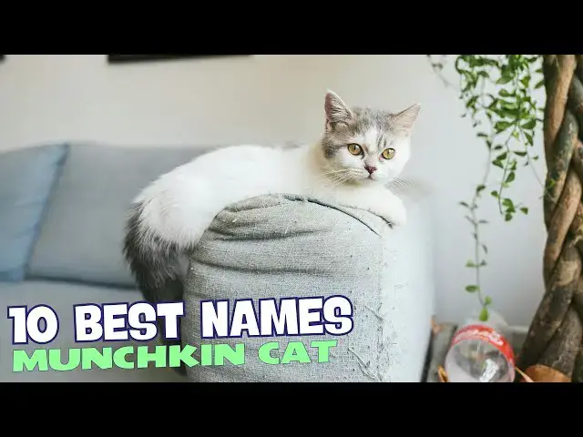 'Video thumbnail for 10 Best Names for Munchkin Cats 🐾🐱'