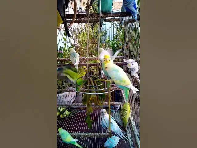 'Video thumbnail for This Amazon bird toy is SO COOL#birds#parrot #birdslover #budgis #lovebirds #budgiegar #cute #health'