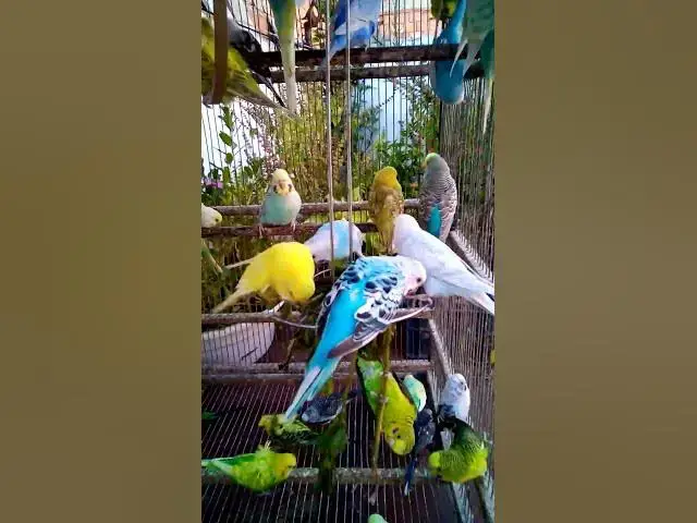 'Video thumbnail for This Amazon bird toy is SO COOL#birds#parrot #birdslover #budgis #lovebirds #budgiegar #cute #health'