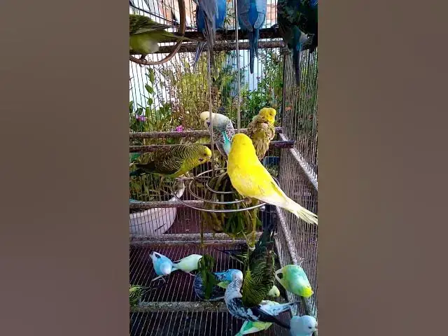 'Video thumbnail for This Amazon bird toy is SO COOL#birds#parrot #birdslover #budgis #lovebirds #budgiegar #cute #health'
