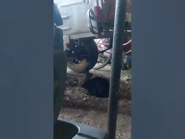 'Video thumbnail for Adorable rabbit馃槏馃槝馃グ#shorts'