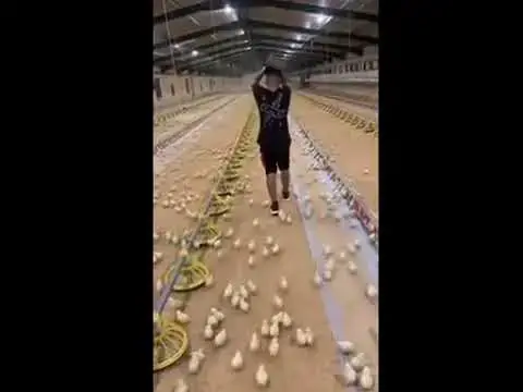 'Video thumbnail for Cat and chicken funny video | baby chicken funny video #shorts'