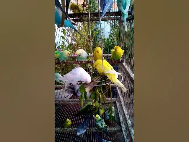 'Video thumbnail for This Amazon bird toy is SO COOL#birds#parrot #birdslover #budgis #lovebirds #budgiegar #cute #health'