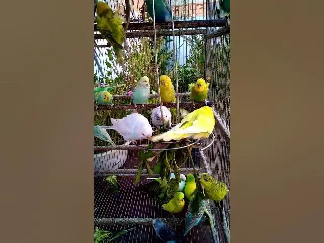 'Video thumbnail for This Amazon bird toy is SO COOL#birds#parrot #birdslover #budgis #lovebirds #budgiegar #cute #health'