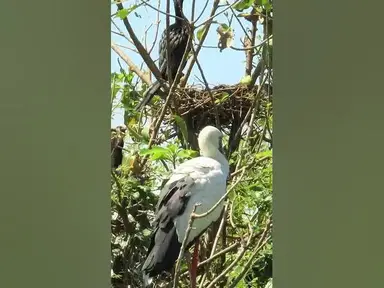 'Video thumbnail for Wow Nice Gain Bird A lot EP 37 #birds #nestbird #birdalot #birdfeed #birdeat'