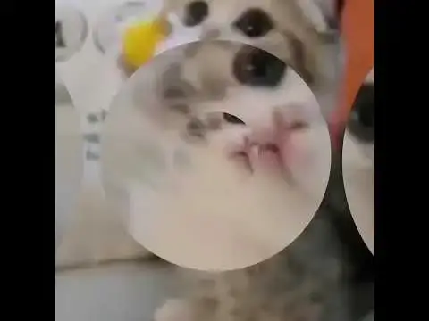 'Video thumbnail for Cat funny video | new cat viral video | cat funniest moments | cat funny video #shorts'