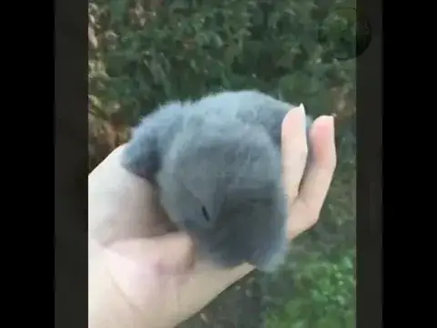 'Video thumbnail for Funny animals cute baby video | funny animals moments #shorts'