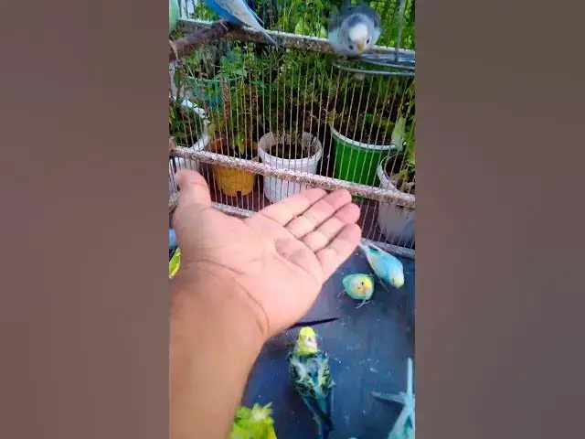 'Video thumbnail for Cute Budgies Singing 'Not Like Us' & 'Die With A Smile' Poppy Playtime Chapter 4 ASMR #Shorts #ASMR'