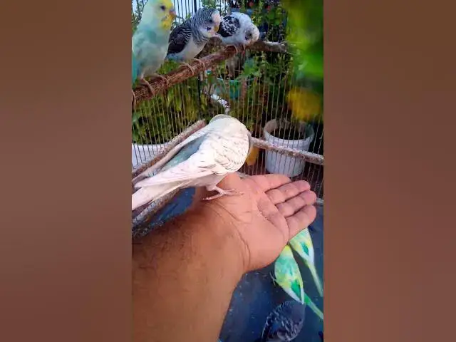 'Video thumbnail for Cute Budgies Singing 'Not Like Us' & 'Die With A Smile' Poppy Playtime Chapter 4 ASMR #Shorts #ASMR'