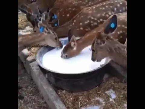 'Video thumbnail for New born baby video | baby funny video | deer funny video | birds eggs video #shorts'