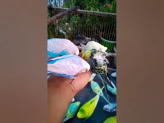 'Video thumbnail for Cute Budgies Singing 'Not Like Us' & 'Die With A Smile' Poppy Playtime Chapter 4 ASMR #Shorts #ASMR'